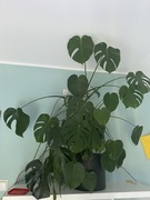 Kwiat Monstera 