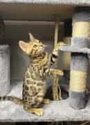 Koty bengalskie koteczka Luna do rezerwacji 