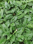 Miodunka sadzonka plucnik plamisty  świeżo kopana 