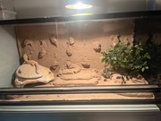 Terarium na zamówienie/renowacja starego Agama wąż żółw gekon