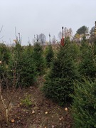 Choinki żywe - świerk pospolity