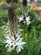 Asphodelus /Asfodel biały, złotowłos 3n