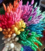 lagurus dmuszek jajowaty trawa suszony niebieski