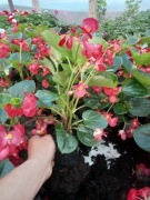 Begonia Dragon  30cm. wysoka