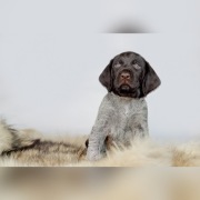 Sprzedam szczenięta wyżeł niemiecki szorstkowłosy