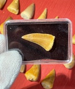 Zęby morskiego potwora MOZAZAURA (2-2,4 cm)