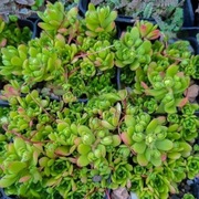 Rozularia rozchodnikowata (rojniczka biała) / Rosularia sedoides