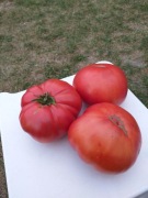 Matka Rosja pomidor kolekcjonerski