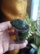 Hoya caudata sumatra ukorzeniona 