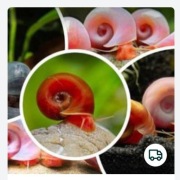 Ślimak "Antyglon" Zatoczek - Pomocny w walce z glonami | 100 szt. za 45 zł