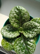 Skrętnik Pretty Turtle