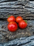 Dwarf Raspberry Beret/Pomidor Kolekcjonerski 20