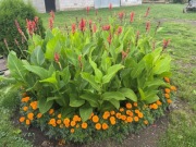 Kanna czerwona paciorecznik bulwy cebulki nasiona 