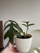 Philodendron distantilobum cinderella filodendron
