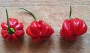 Nasiona papryka chili KS Pumpkin Habanero Red kolekcjonerskie