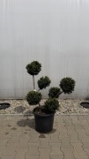 Cis Taxus "Farmen" Bonsai 60-80cm