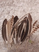 Pióra mix bażant kura