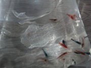 Krewetki Neocaridina Mix kolorów "Ekipa Sprzątająca" GRATIS PROMOCJA