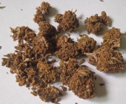 10g Susz konopny kwiaty CBD Blueberry Haze