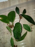 zestaw hoi#2-wstępnie ukorzenionych