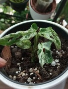 Monstera frozen fleckles