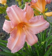 Liliowiec Lady Inara