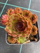 Rojniki nr 6 sadzonka p9