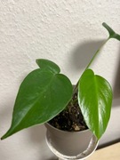 Monstera Deliciosa  Sierrana -dół matecznika - jedna sadz.+ rosnące oczko