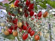 Pomidor Koktajlowy Papryczkowy nasiona kolekcjonerskie