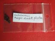 ciemiernik magic double picotee