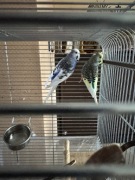 Duza klatka na ptaki papugi faliste