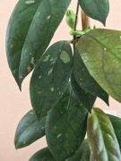 Hoya Jennifer (incrassata x finlaysonii) SADZONKA CIĘTA DUŻA