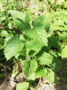 Melisa cytrynowa SADZONKI 