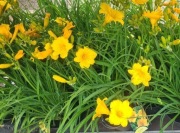 Liliowiec Stella d oro