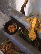 Karmnik dla gekona - terrarium.