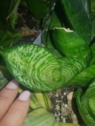 Sansevieria sansewieria hahnii Seibert maluch 