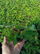 Poziomka powtarzająca sadzonki