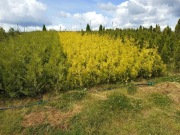 Tuja brabant 100- 220 cm