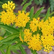 Trojeść bulwiasta Asclepias tuberosa