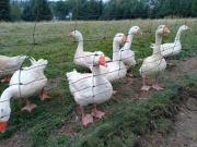 Jaja lęgowe od gesi kołudzkiej i garbonosej 