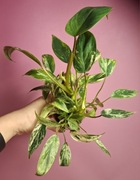 Philodendron Emerald King Variegata 