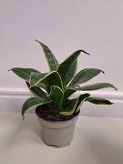 Sansewieria niska dwukolorowa