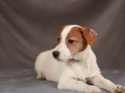 Jack Russell terrier ZKwP FCI piesek w.krótki