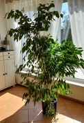 Ficus Benjamina wys. ok 2m, roślina pokojowa w doniczce ceramicznej, 