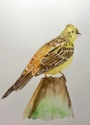 Obrazek akwarela ptak trznadel