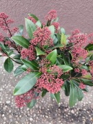Skimmia japońska 40 cm