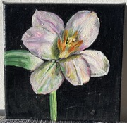 Rozwinięty tulipan na czarnym tle