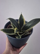 Sansevieria hanini