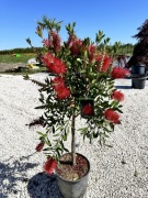 Kuflik cytrynowy - Callistemon Citrinus NA PNIU