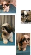 Shih TZU FCI ZKwP 
